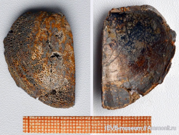 аммониты, юра, кимеридж, аптихи, Ammonites, Laevaptychus, Aulacostephanus volgensis, Aptychi, Kimmeridgian, Jurassic, Upper Jurassic