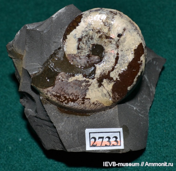 аммониты, мел, апт, Aconeceras, Aconeceras trautscholdi, Ammonites, Sinzovia, Aptian, Cretaceous