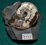 Аммонит Aconeceras trautscholdi