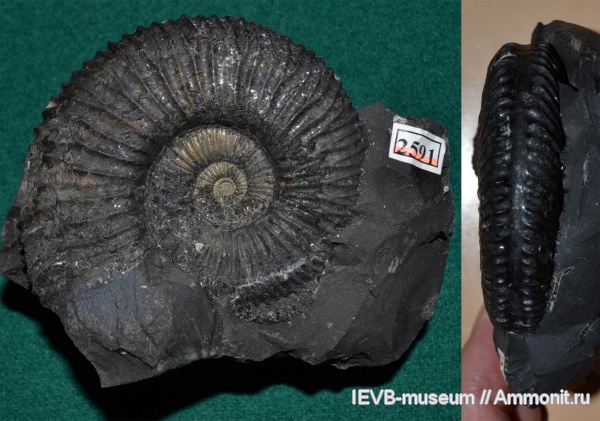 аммониты, юра, титон, Blanfordiceras, Непал, Ammonites, Blanfordiceras wallichi, Tithonian, Jurassic