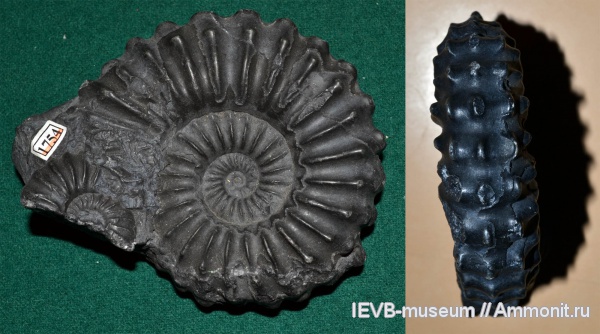 аммониты, мел, Перу, альб, Ammonites, Eubranoceras, Albian, Cretaceous