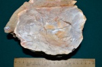 Древесина-1 (палеоцен)