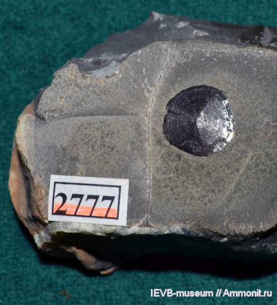 мел, рыбы, апт, чешуя, костные рыбы, Aptian, Cretaceous, fish