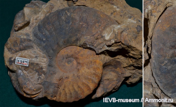 Другие регионы. Братские удельные княжества