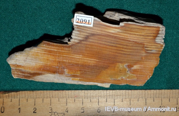 палеоген, древесина, Саратовская область, танетский ярус