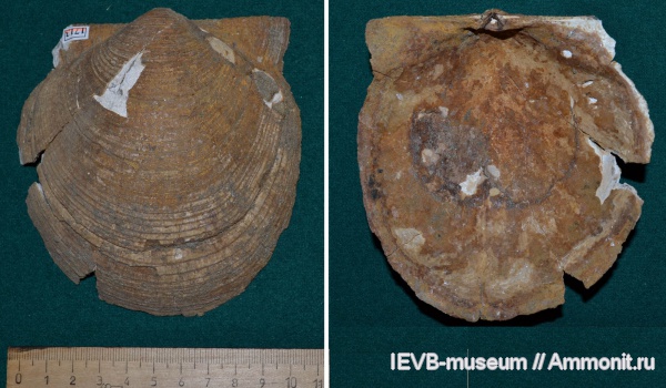 мел, двустворчатые моллюски, апт, Camptonectes, Camptonectes imperialis, Aptian, Cretaceous