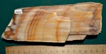 Древесина-6 (палеоцен)