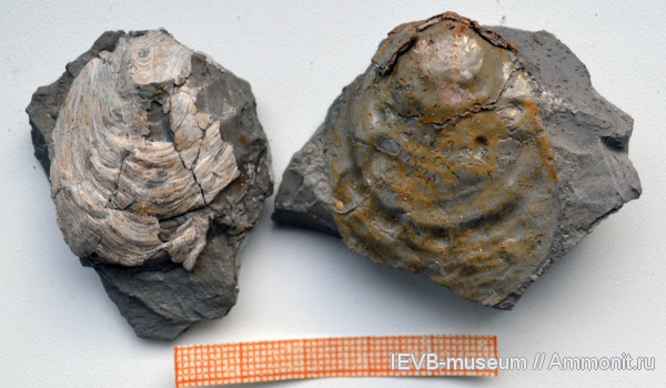 юра, двустворчатые моллюски, кимеридж, Ostreidae, Liostrea, Liostrea plastica, Kimmeridgian, Jurassic, Upper Jurassic