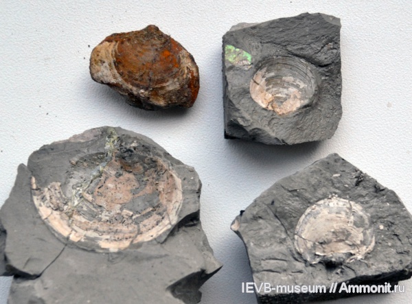 юра, двустворки, кимеридж, Nuculoma, Kimmeridgian, Jurassic, Upper Jurassic