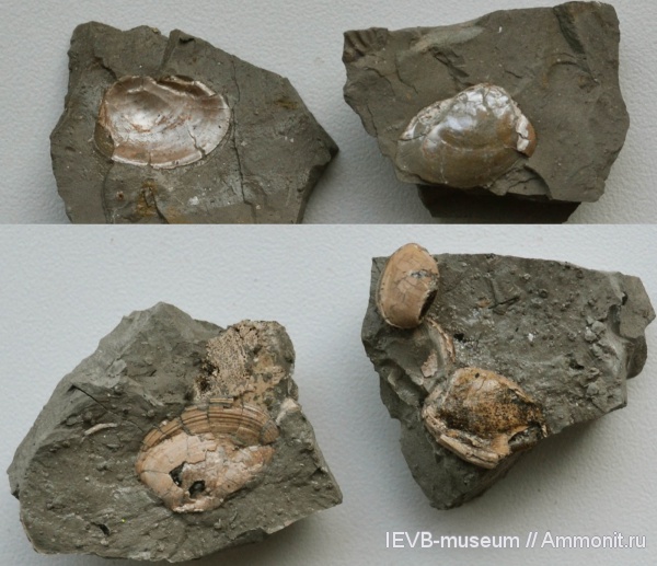 юра, двустворки, кимеридж, Nuculoma, аптихи, Laevaptychus, Nuculoma variabilis, Aptychi, Kimmeridgian, Jurassic, Upper Jurassic
