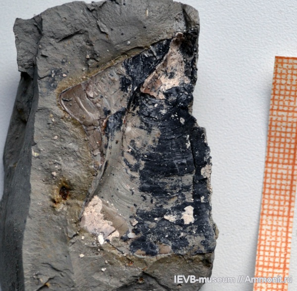 юра, двустворки, кимеридж, Inoceramus, Kimmeridgian, Jurassic, Upper Jurassic