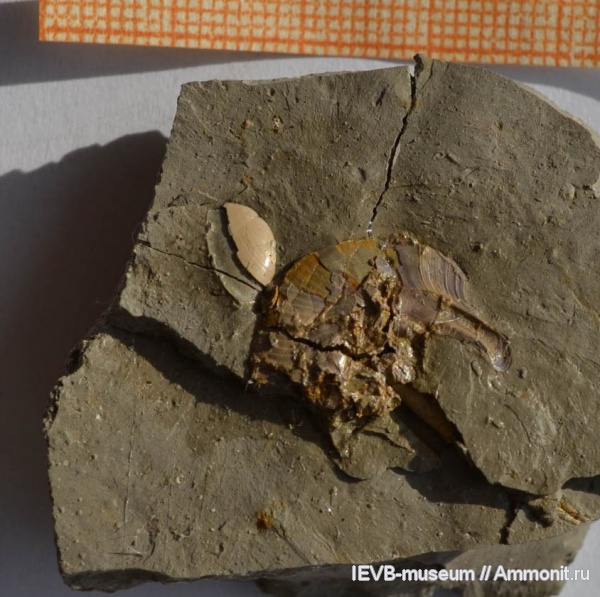 аммониты, юра, кимеридж, ушки, Ammonites, Sutneria, Sutneria rebholzi, Microconchs, lappets, Kimmeridgian, Jurassic, Upper Jurassic