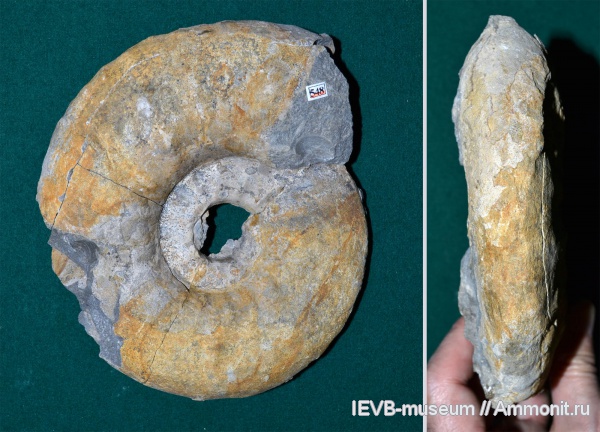 аммониты, юра, волжский ярус, Craspedites, титон, Craspedites okensis, Ammonites, Tithonian, Volgian, Jurassic