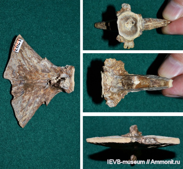 рыбы, эоцен, кости, Cybium, скумбриевые, hypural, fish рыбы, эоцен, кости, Cybium, скумбриевые, hypural, fish