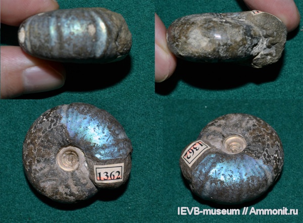 аммониты, юра, волжский ярус, Craspedites, титон, Ammonites, Craspedites kaschpuricus, Craspeditidae, Tithonian, Volgian, Jurassic