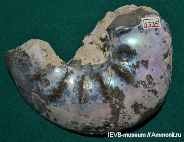 аммониты, юра, волжский ярус, Craspedites, титон, Ammonites, Craspedites parakaschpuricus, Tithonian, Volgian, Jurassic