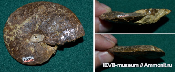 аммониты, юра, волжский ярус, Garniericeras, титон, Garniericeras subclypeiforme, Ammonites, Tithonian, Volgian, Jurassic