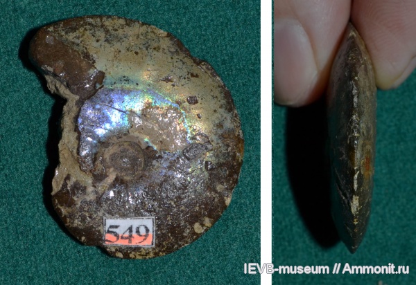 аммониты, юра, волжский ярус, Garniericeras, титон, Ammonites, Tithonian, Volgian, Jurassic