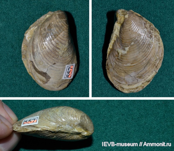 юра, волжский ярус, двустворчатые моллюски, Buchia, Buchia tenuicollis, Volgian, Jurassic