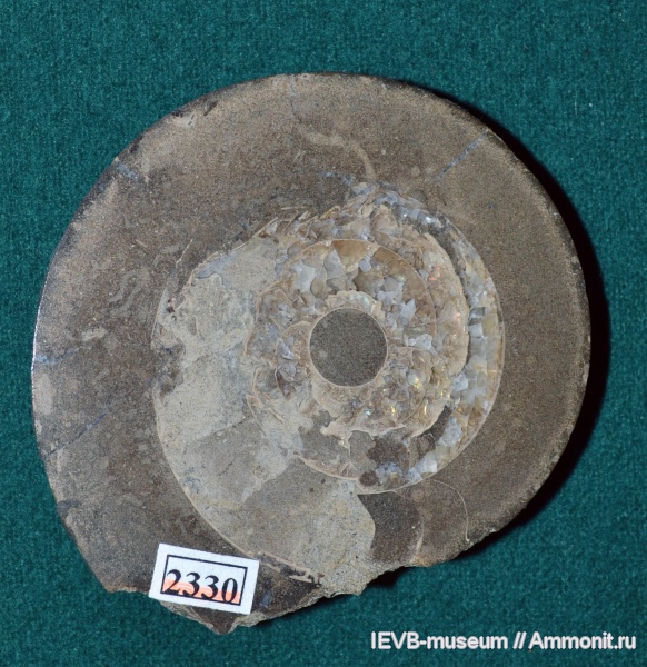 аммониты, юра, волжский ярус, Craspedites, титон, Ammonites, Craspedites parakaschpuricus, Tithonian, Volgian, Jurassic