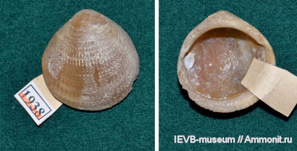 палеоген, двустворчатые моллюски, Саратовская область, Glycymeris, Glycymeris volgensis, танетский ярус