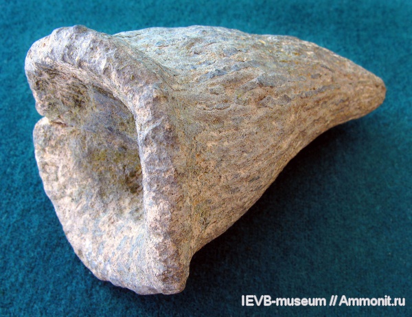 мел, губки, Ventriculites, сантон, Ventriculites sterea, Santonian, Cretaceous