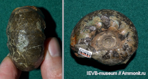 аммониты, юра, волжский ярус, Craspedites, титон, Ammonites, Craspedites milkovensis, Tithonian, Volgian, Jurassic