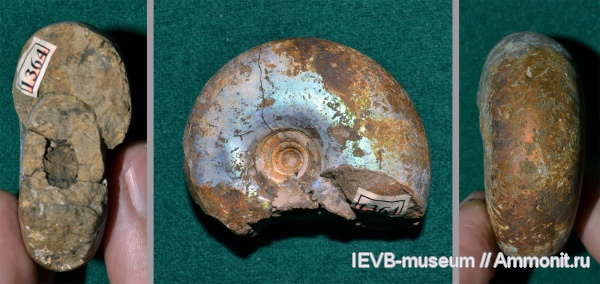 аммониты, юра, волжский ярус, Craspedites, титон, Ammonites, Craspedites kaschpuricus, Tithonian, Volgian, Jurassic