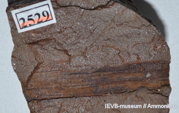 юра, Флора, байос, Bajocian, Jurassic