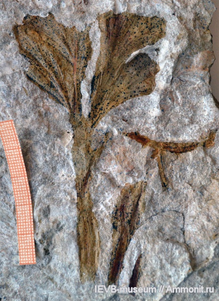 пермь, karkenia, казанский, гинкговые, Kerpia, Karkenia permiana, Permian