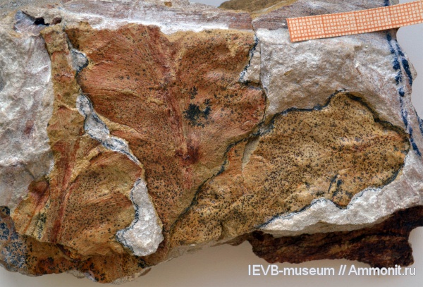пермь, птеридоспермы, Rhachiphyllum wangenheimii, Rhachiphyllum, казанский, Callipteris, Permian