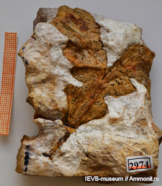 пермь, птеридоспермы, Rhachiphyllum wangenheimii, Rhachiphyllum, казанский, Callipteris, Permian