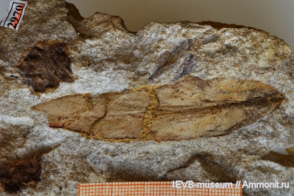 пермь, птеридоспермы, Compsopteris salicifolius, казанский, Compsopteris, Permian