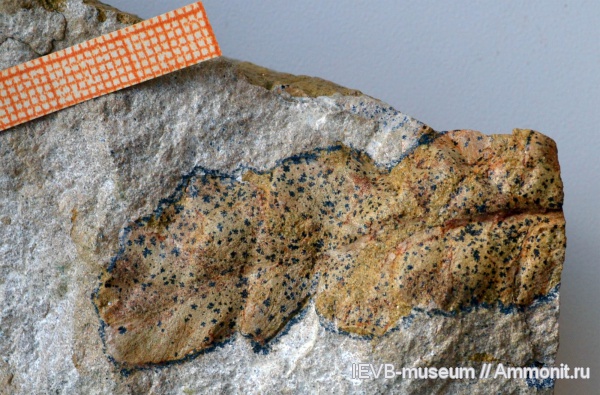 пермь, птеридоспермы, Rhachiphyllum wangenheimii, Rhachiphyllum, казанский, Callipteris, Permian