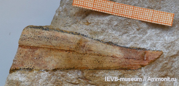 пермь, голосеменные, Rufloria, казанский, Permian