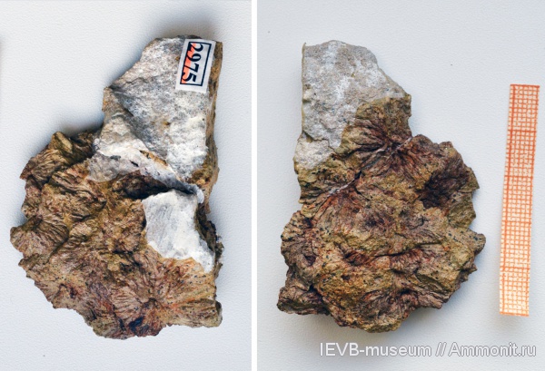 голосеменные, семена, стробилы