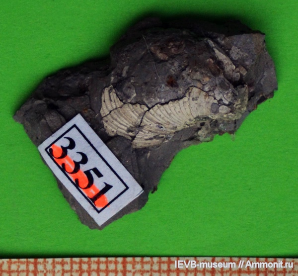 юра, двустворчатые моллюски, Buchia, кимеридж, Buchia concentrica, Kimmeridgian, Jurassic, Upper Jurassic