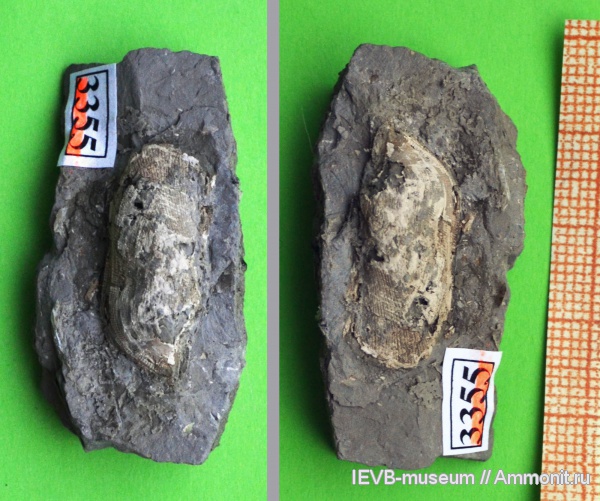 юра, Cosmetodon, двустворчатые моллюски, кимеридж, Kimmeridgian, Jurassic, Upper Jurassic