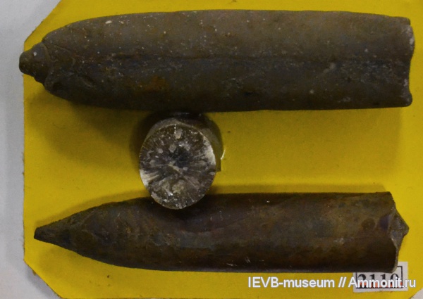 белемниты, мел, Oxyteuthis, баррем, Oxyteuthis barremicus, Barremian, Cretaceous, belemnites