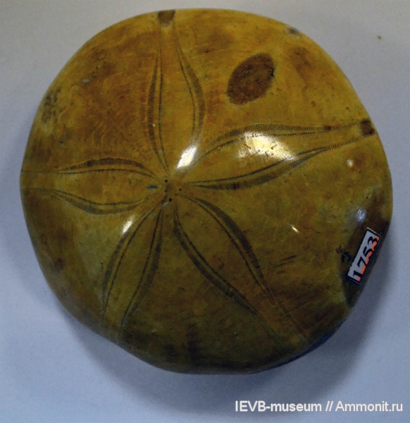 морские ежи, иглокожие, палеоцен, Plesiolampas