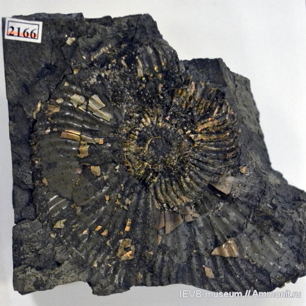 аммониты, мел, апт, Ammonites, Acanthohoplites, Aptian, Cretaceous