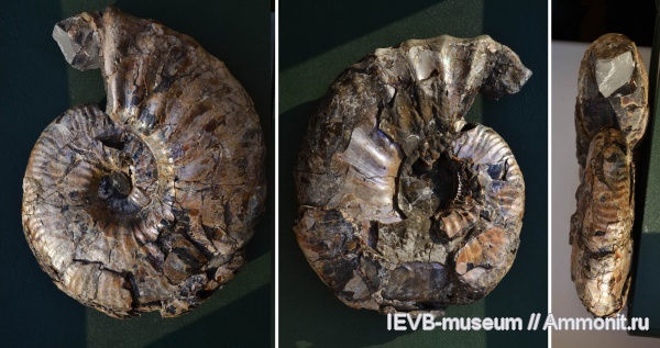 аммониты, мел, Deshayesites, апт, Ammonites, Deshayesites luppovi, Aptian, Cretaceous
