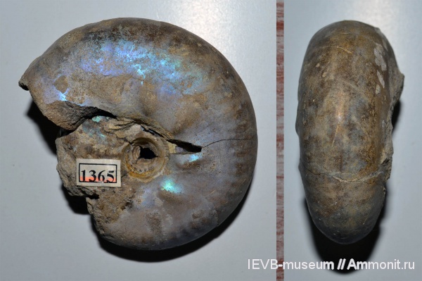 аммониты, юра, волжский ярус, Craspedites, Ammonites, Craspedites nodiger, Volgian, Jurassic