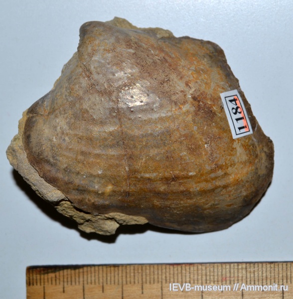 юра, волжский ярус, двустворчатые моллюски, Anopaea, Anopaea brachovi, Volgian, Jurassic