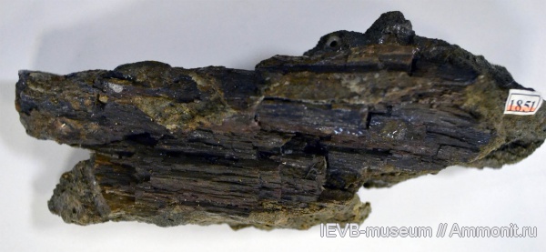 мел, древесина, валанжин, Valanginian, Cretaceous мел, древесина, валанжин, Valanginian, Cretaceous