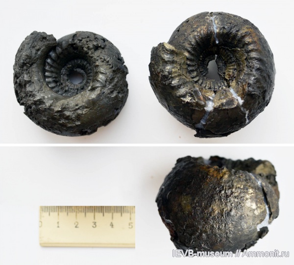 аммониты, юра, келловей, Cadoceras, Cadoceras elatmae, Ammonites, Callovian, Jurassic, Middle Jurassic