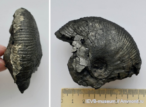 аммониты, юра, келловей, Macrocephalites, Ammonites, Macrocephalites prosekensis, Callovian, Jurassic, Middle Jurassic