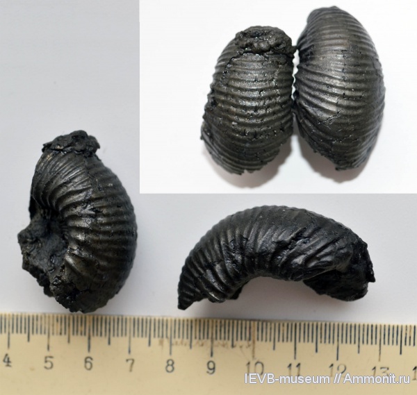 аммониты, юра, келловей, Cadoceras, Cadoceras elatmae, Ammonites, Callovian, Jurassic, Middle Jurassic