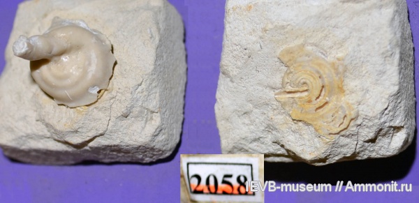 мел, черви, маастрихт, полихеты, Spiraserpula, Maastrichtian, Cretaceous