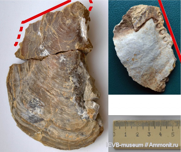юра, волжский ярус, двустворчатые моллюски, титон, Isognomon, Tithonian, Volgian, Jurassic
